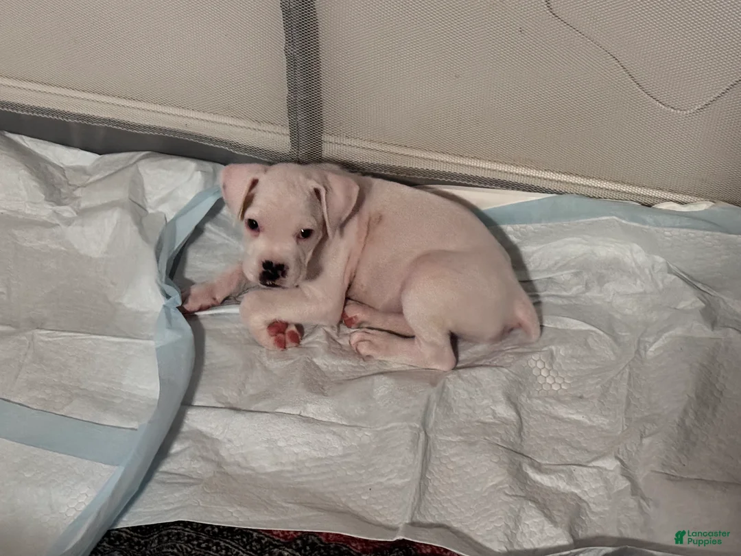 Boxer dogs for sale: Dexter - Ad 1