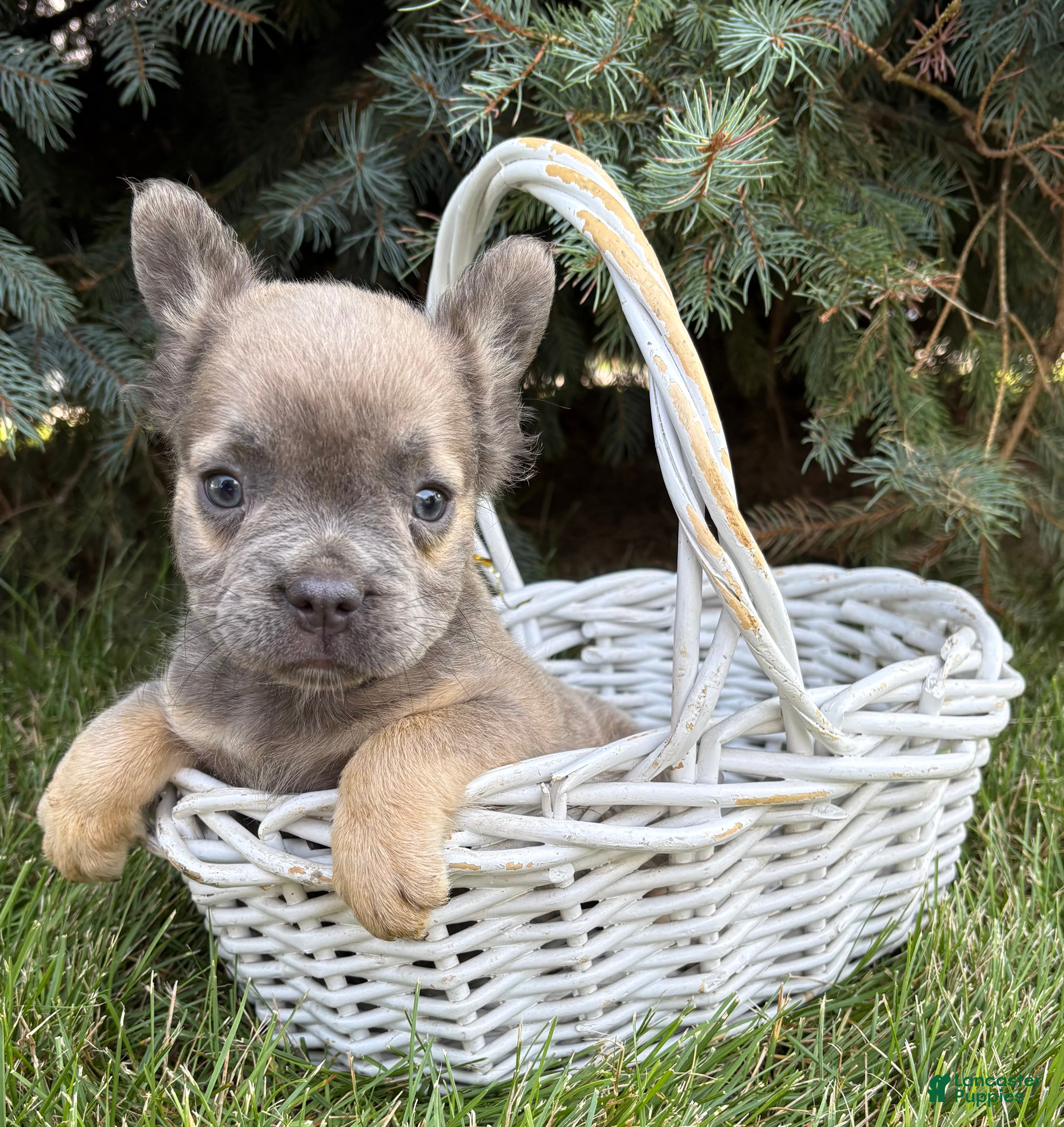 French Bulldog dogs Daisy Fluffy - Ad 1