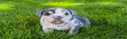 Beabull dogs for sale: Jackie - Ad 1