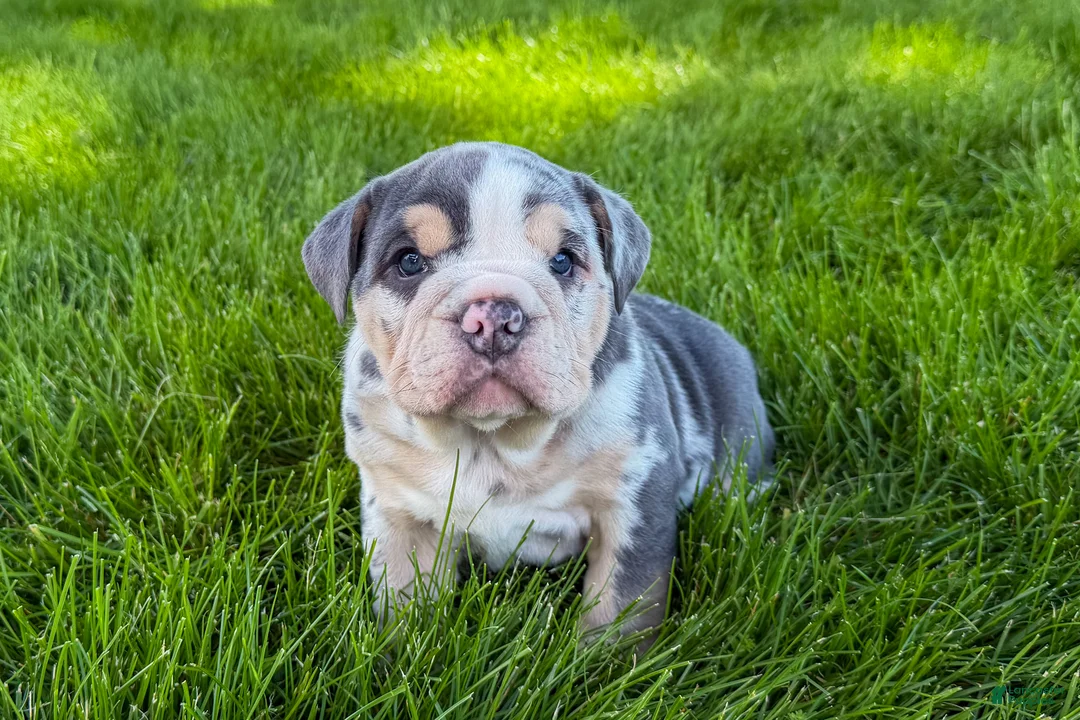 Beabull dogs for sale: Jackie - Ad 1