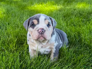 Beabull dogs for sale: Jackie - Ad 1