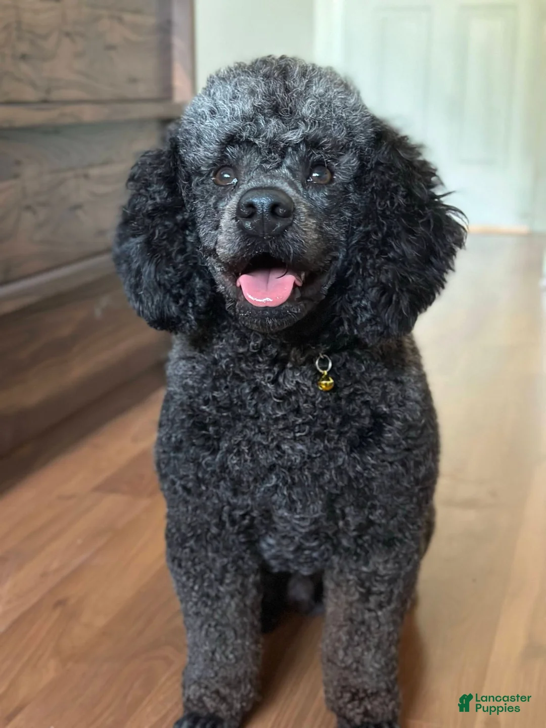 Mini Goldendoodle dogs for sale: Cinnamon - Ad 3