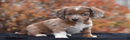 Dachshund dogs for sale: Shawn - Ad 1