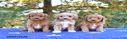 Cavapoo dogs for sale: Kaya - Ad 5
