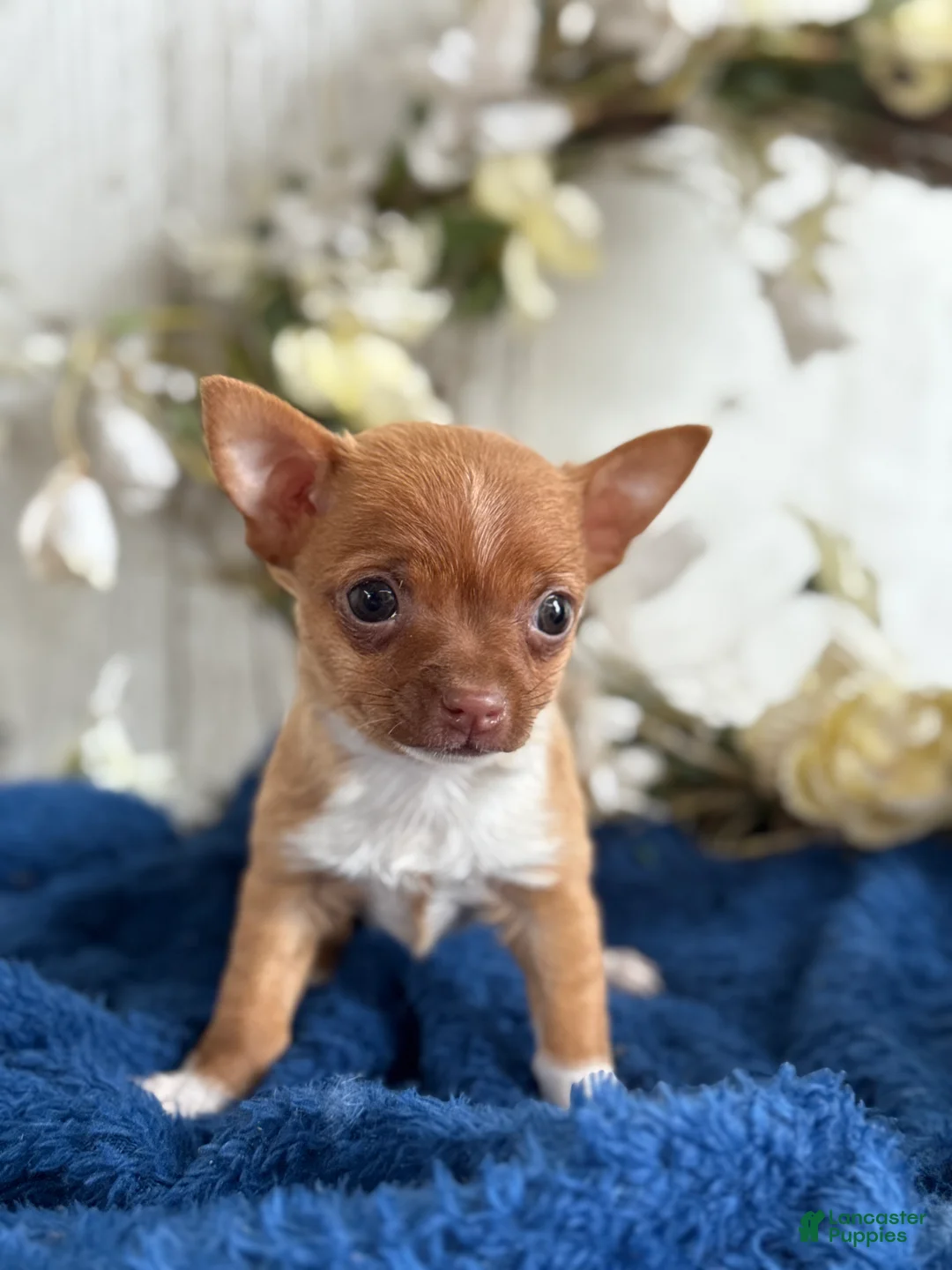 Chihuahua dogs for sale: Rolo - Ad 1