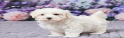 Maltipoo dogs for sale: Tommy - Ad 5