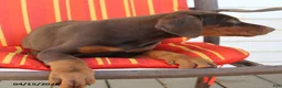 Doberman Pinscher dogs for sale: Cherry - Ad 3