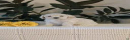 Maltipoo dogs for sale: Fletcher - Ad 4