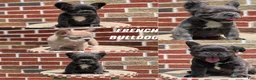 French Bulldog dogs for sale: Elena - Ad 15