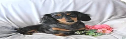 Miniature Dachshund dogs for sale: Carmi - Ad 6