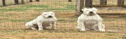 Dogo Argentino dogs for sale: Pink - Ad 10