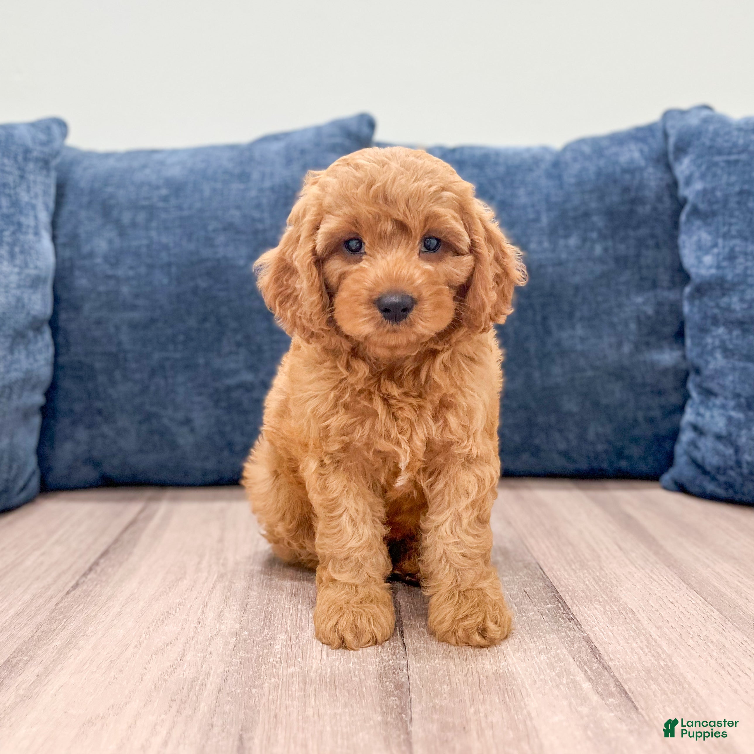 Miniature Labradoodle dogs Cheyenne - Ad 1