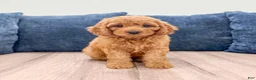 Miniature Labradoodle dogs for sale: Cheyenne - Ad 1