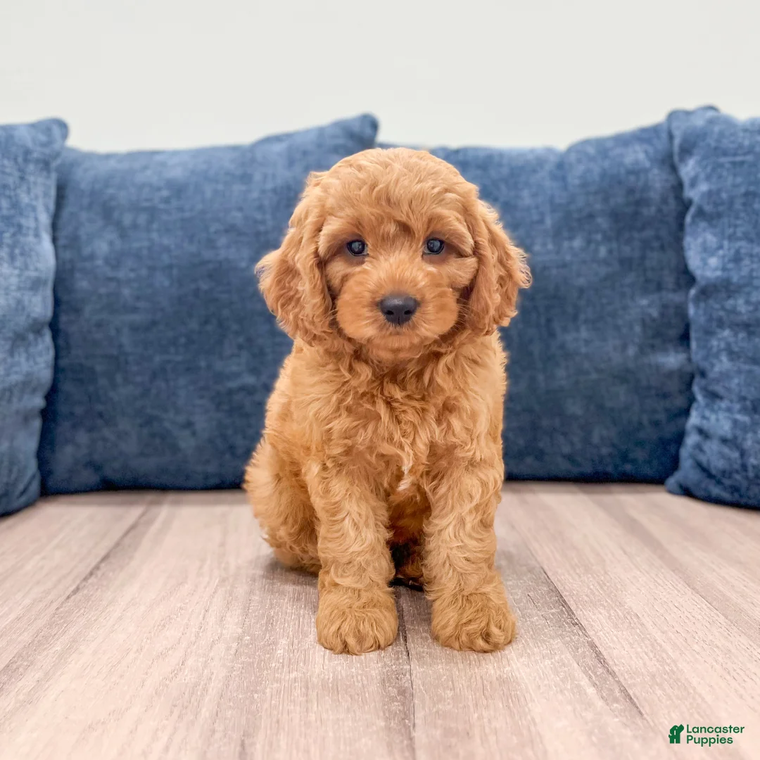 Miniature Labradoodle dogs for sale: Cheyenne - Ad 1