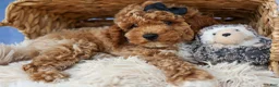 Miniature Poodle dogs for sale: WADE - Ad 7