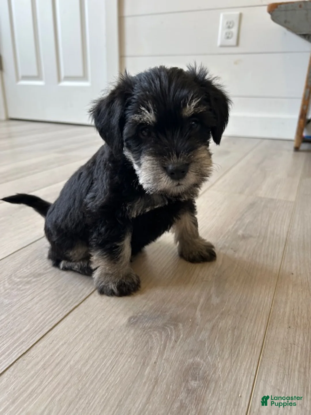 Miniature Schnauzer dogs for sale: Cassy - Ad 2