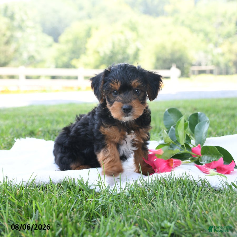 Yorkiepoo dogs Theo Leo - Ad 2