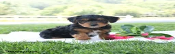 Yorkiepoo dogs for sale: Theo Leo - Ad 2