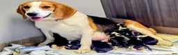 Beagle dogs for sale: Beagle 6 - Ad 2