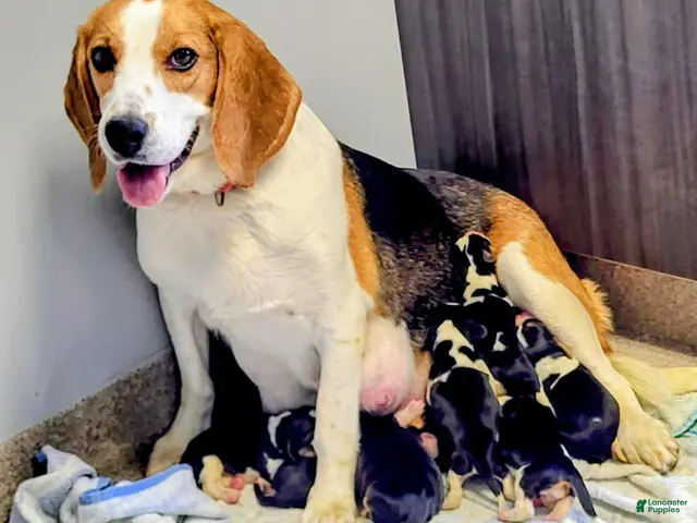Beagle dogs for sale: Beagle 2 - Ad 2