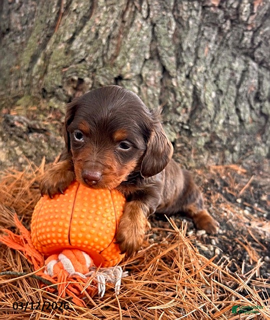 Dachshund dogs Zoey - Ad 2
