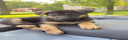 German Shepherd dogs for sale: German Shepherd 2 - Ad 6