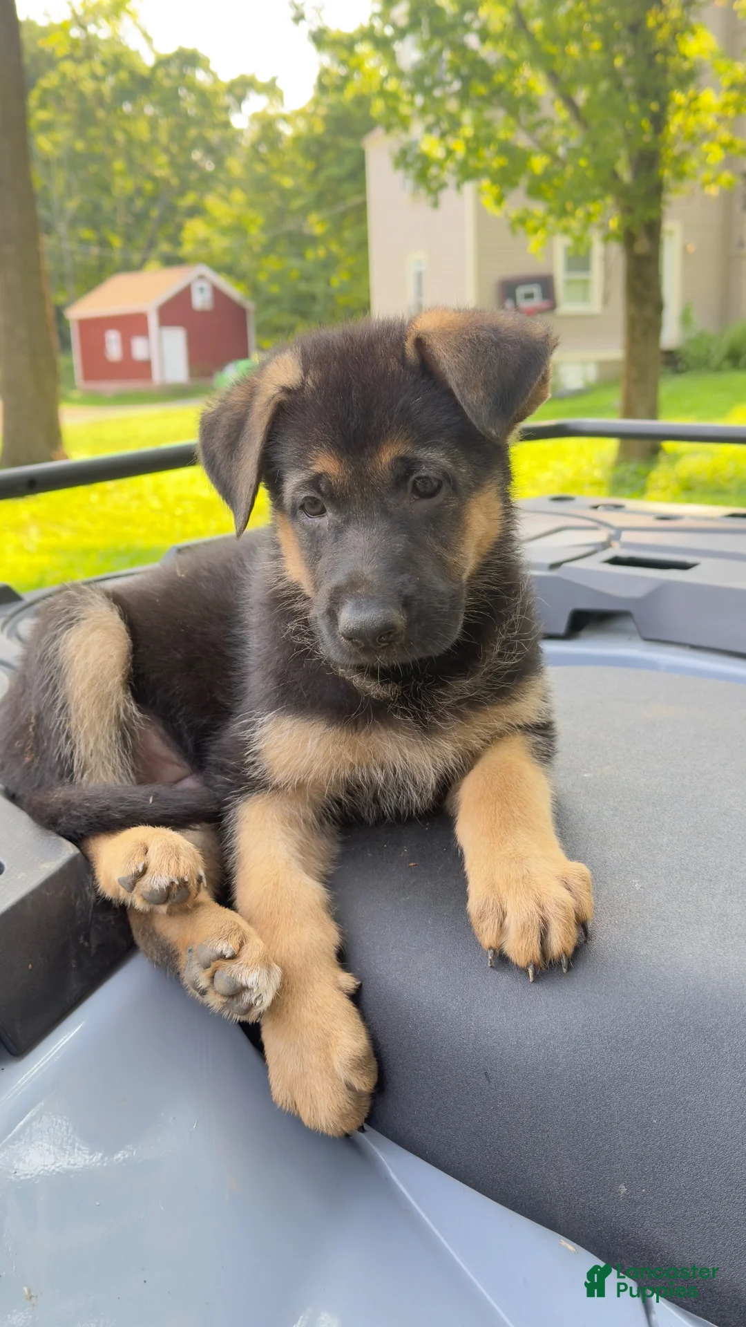 German Shepherd dogs for sale: German Shepherd 2 - Ad 6