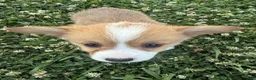 Welsh Corgi Pembroke dogs for sale: Welsh Corgi Pembroke Puppy 3 - Ad 5