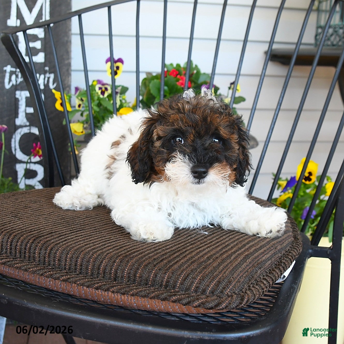 Toy Poodle dogs Jade - Ad 1