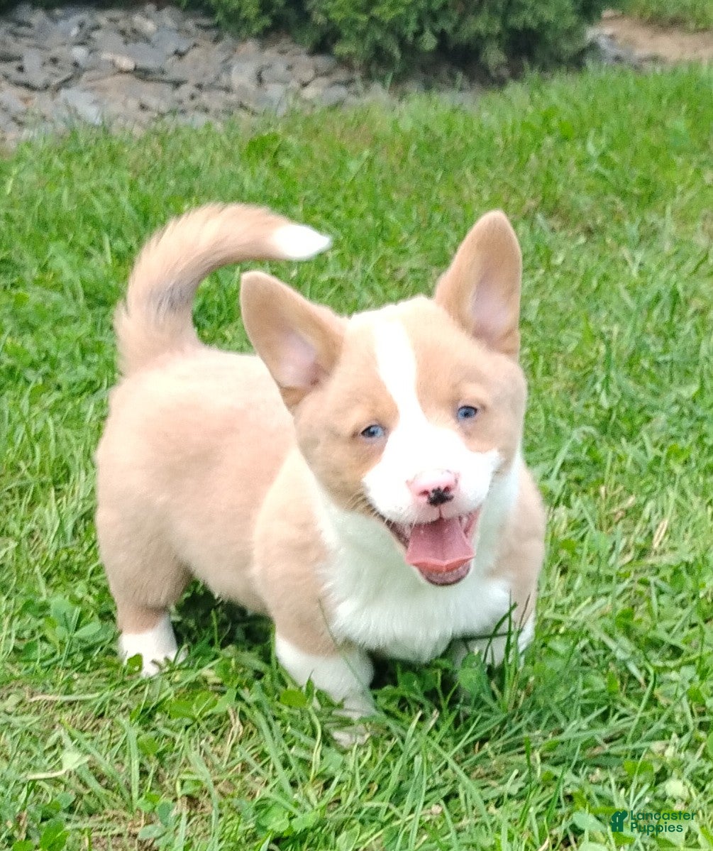 Welsh Corgi Pembroke dogs Ozzy - Ad 1
