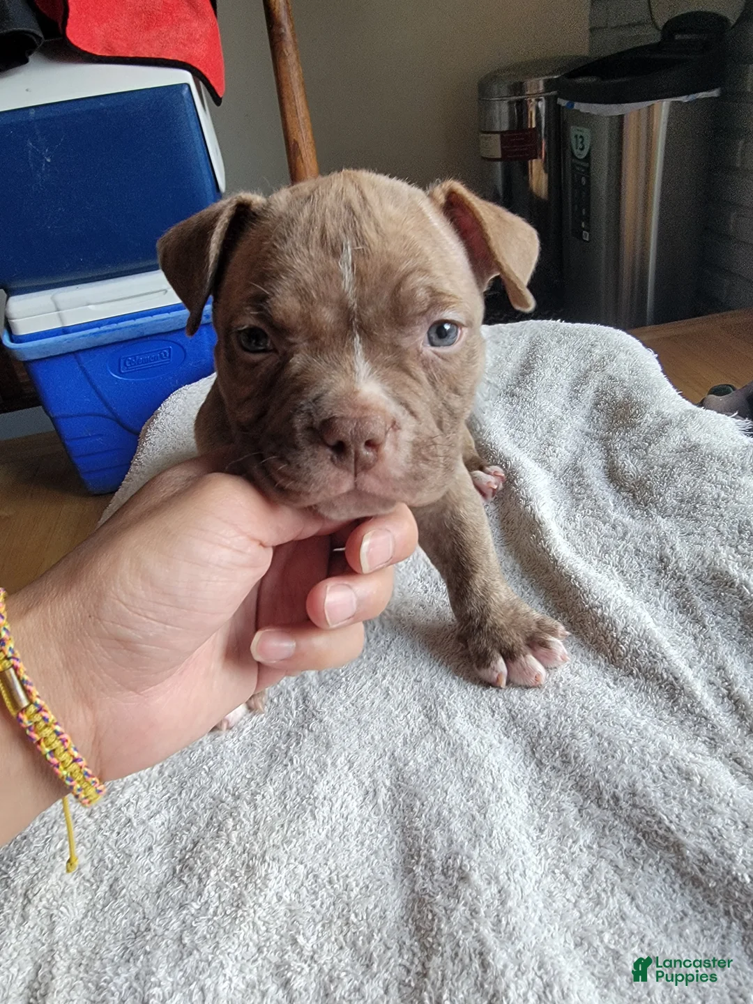 American Bully dogs for sale: American Bully 6 - Ad 2