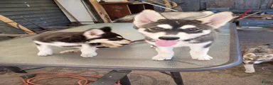Paw paw