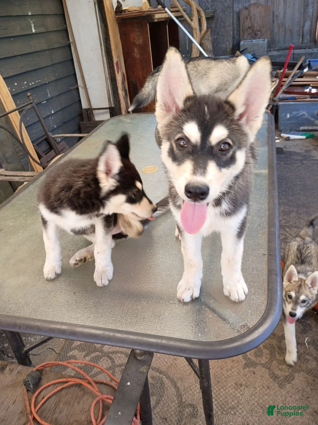 Siberian Husky dogs for sale: Paw paw - Ad 1