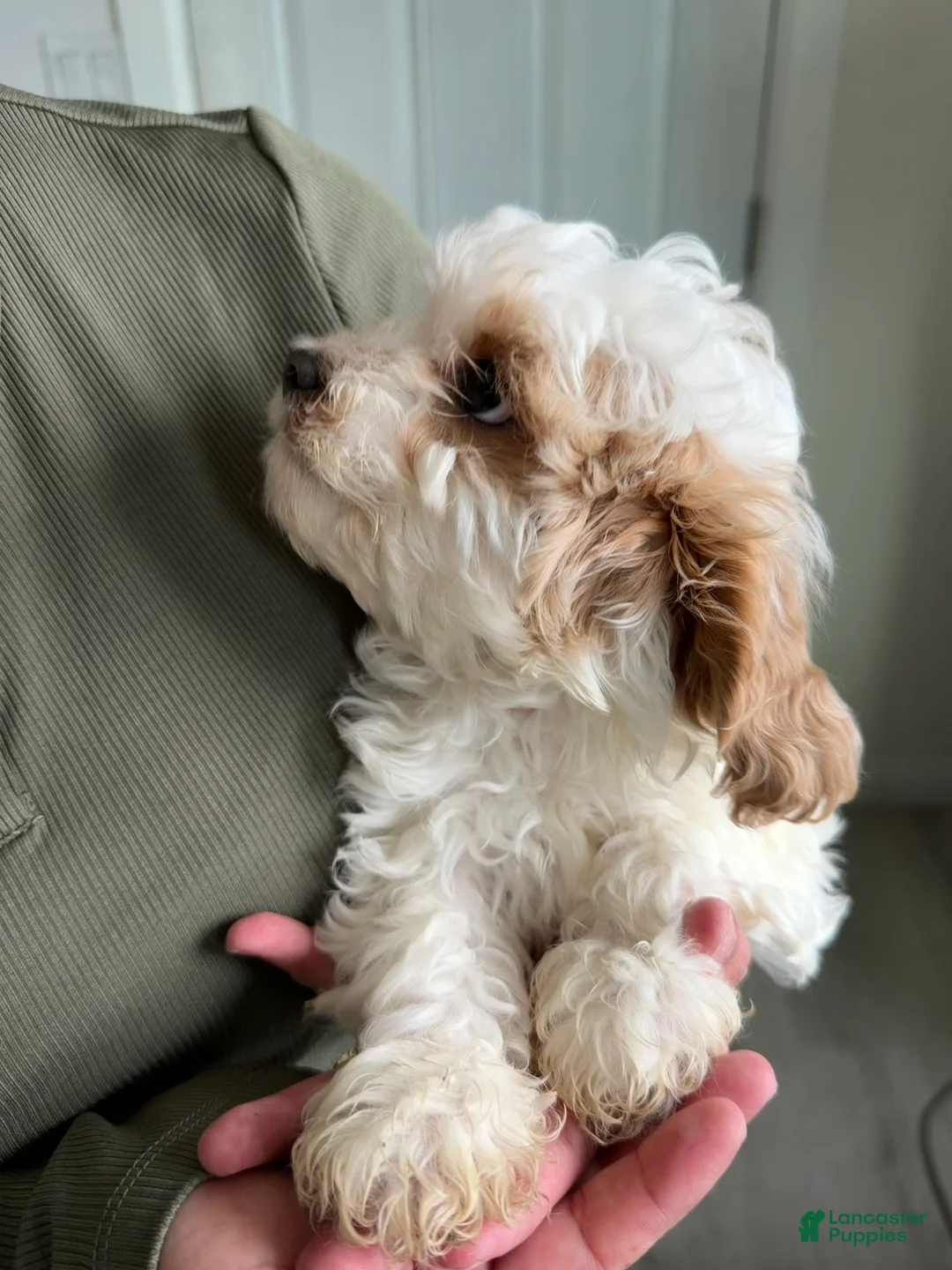 Cavapoo dogs for sale: Patch - Ad 3