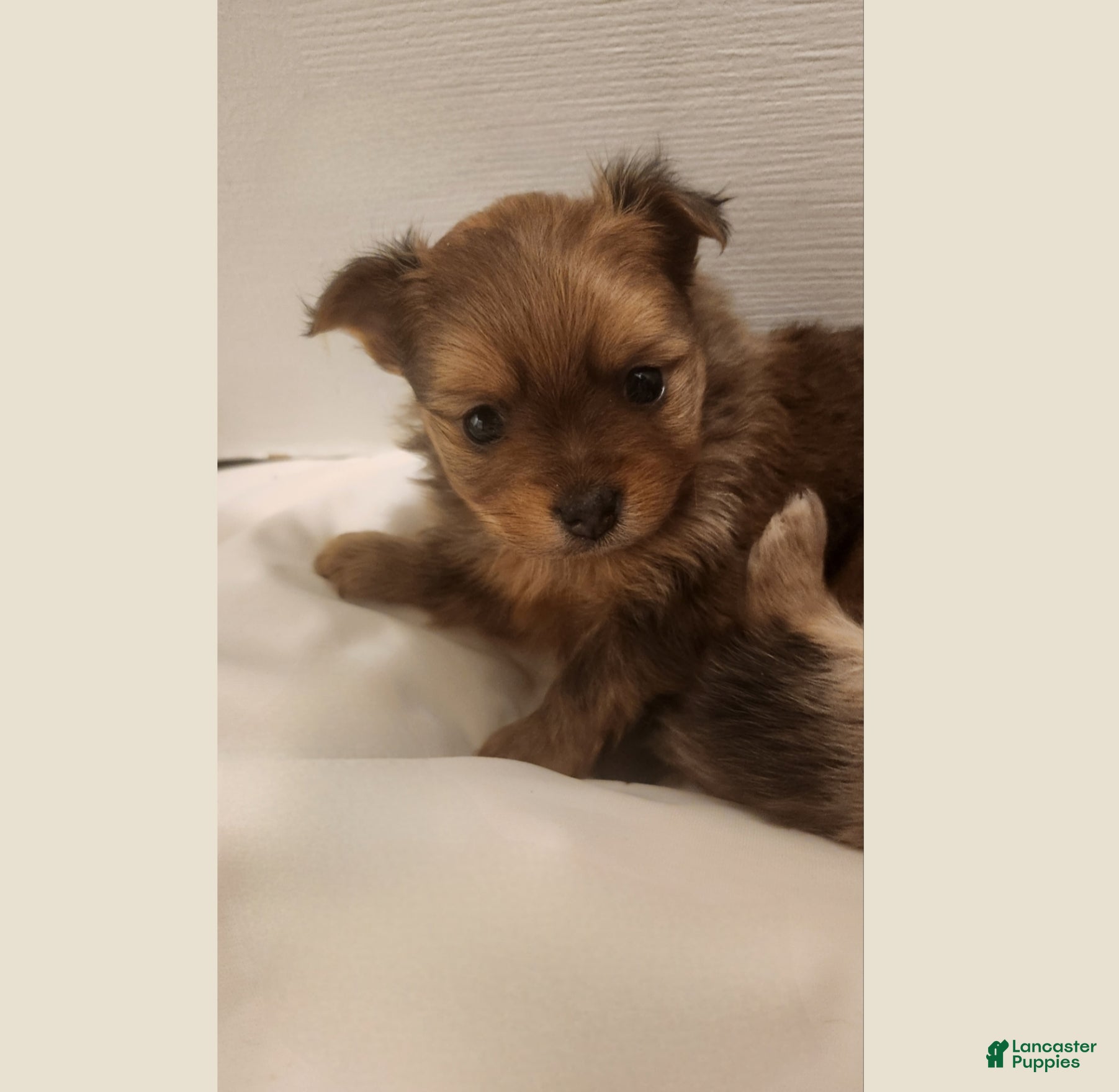 Mixed Breed dogs Handsome - Ad 18