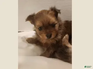 Mixed Breed dogs Handsome - Ad 18