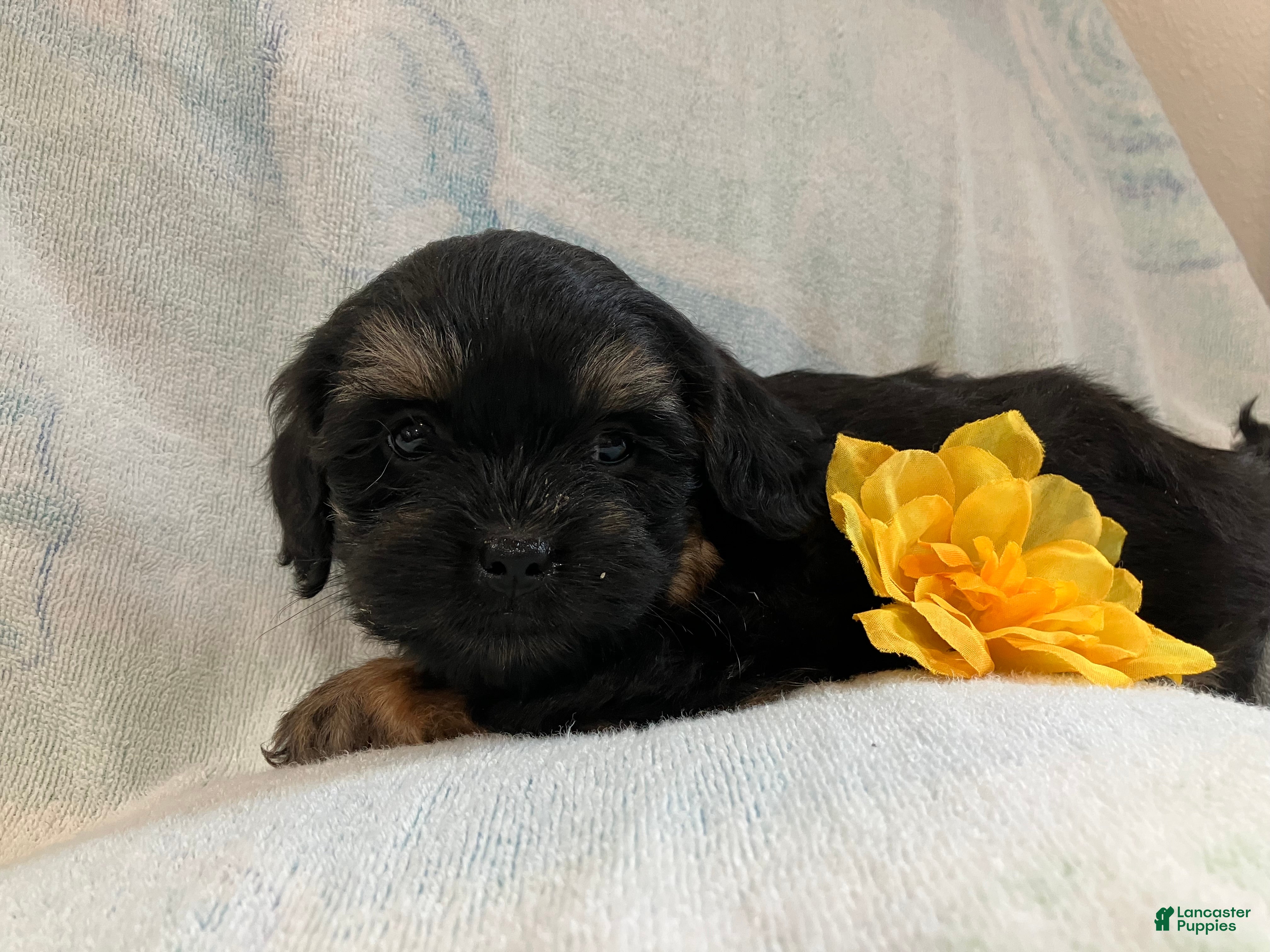 Shihpoo dogs Macy - Ad 1