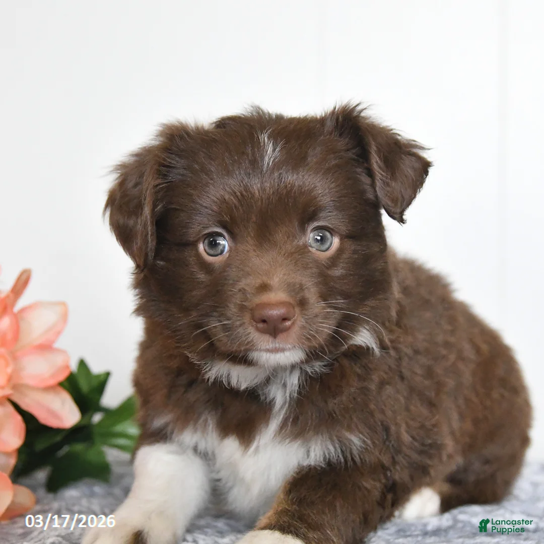 Miniature Australian Shepherd dogs for sale: Eclipse - Ad 2