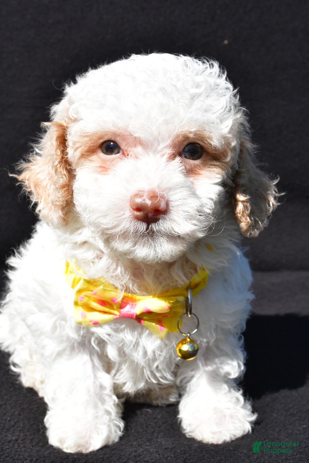 Miniature Poodle dogs for sale: Maddox - Ad 4