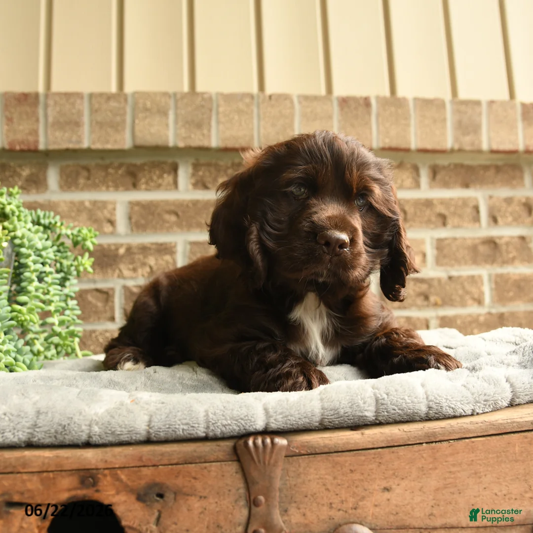 English Cocker Spaniel dogs for sale: Coco  - Ad 2
