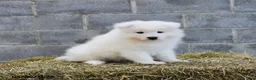 Samoyed dogs for sale: Frost  - Ad 2