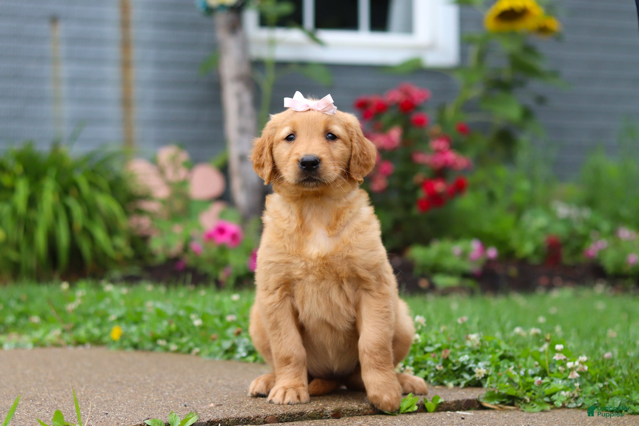 Golden Retriever dogs Bambo - Ad 2