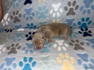 American Bully dogs MALE GREY COLLAR - Ad 41