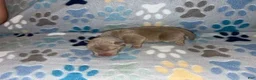 American Bully dogs for sale: MALE GREY COLLAR - Ad 1
