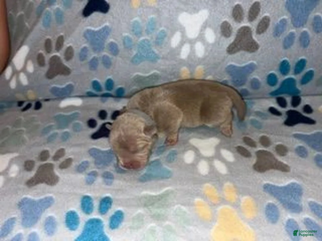 American Bully dogs for sale: MALE GREY COLLAR - Ad 1
