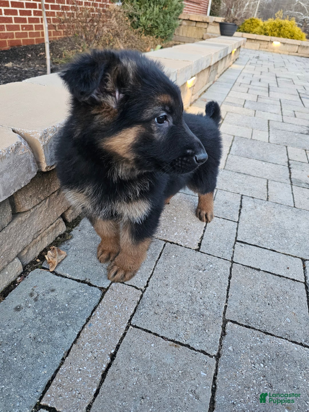 German Shepherd dogs for sale: Rocky - Ad 6