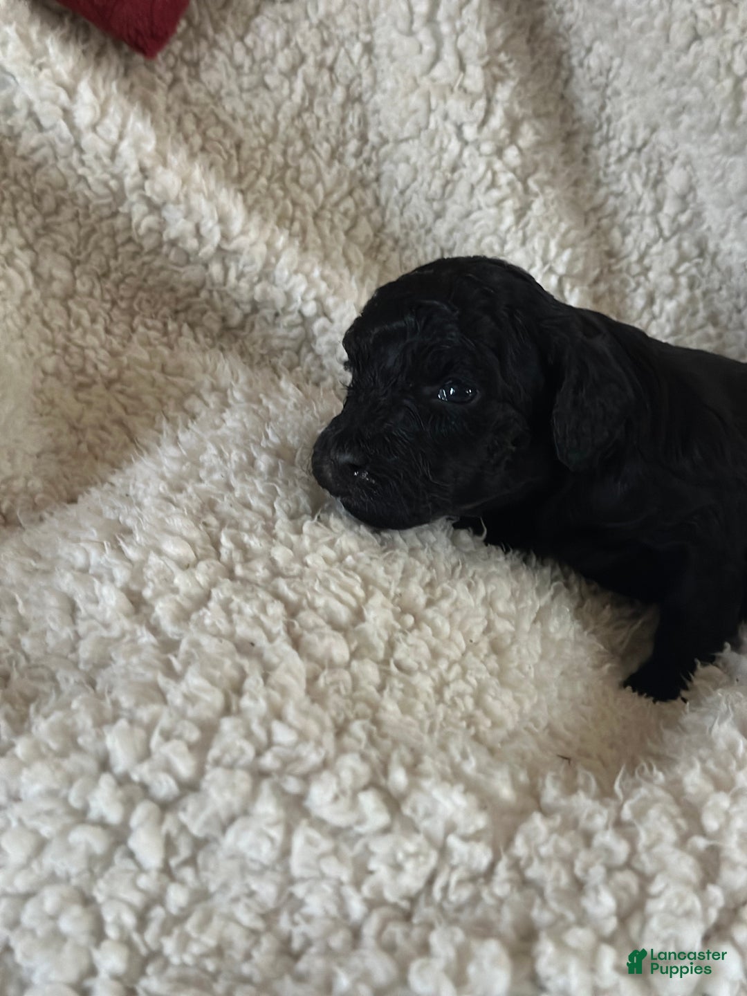 Mini Goldendoodle dogs for sale: Pepper - Ad 3