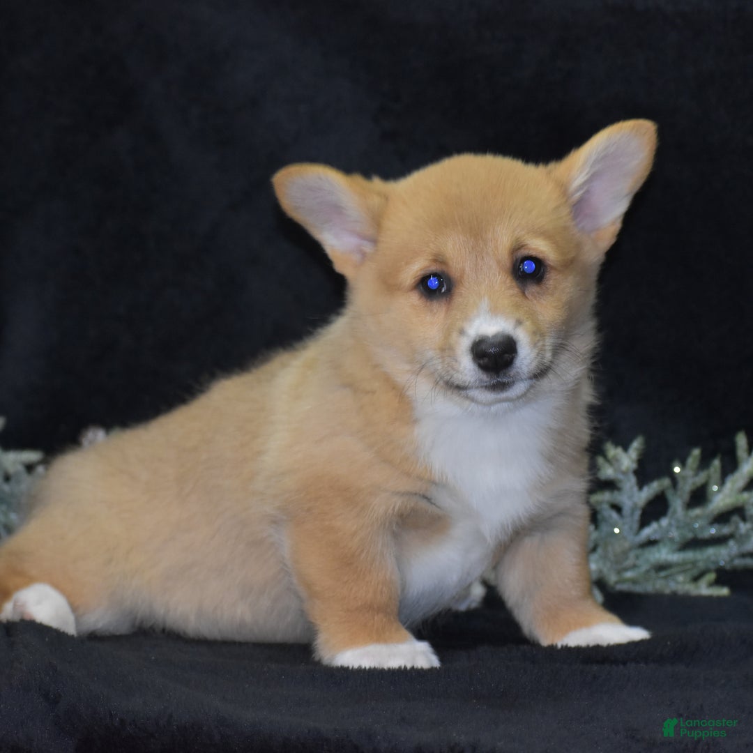 Welsh Corgi Pembroke dogs for sale: Mia - Ad 7