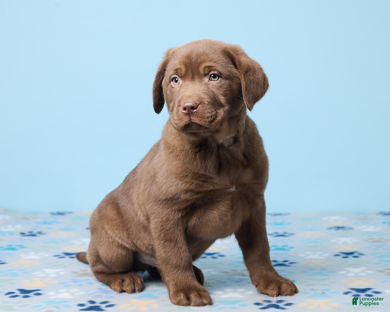 Labrador Retriever dogs Rocky - Ad 2
