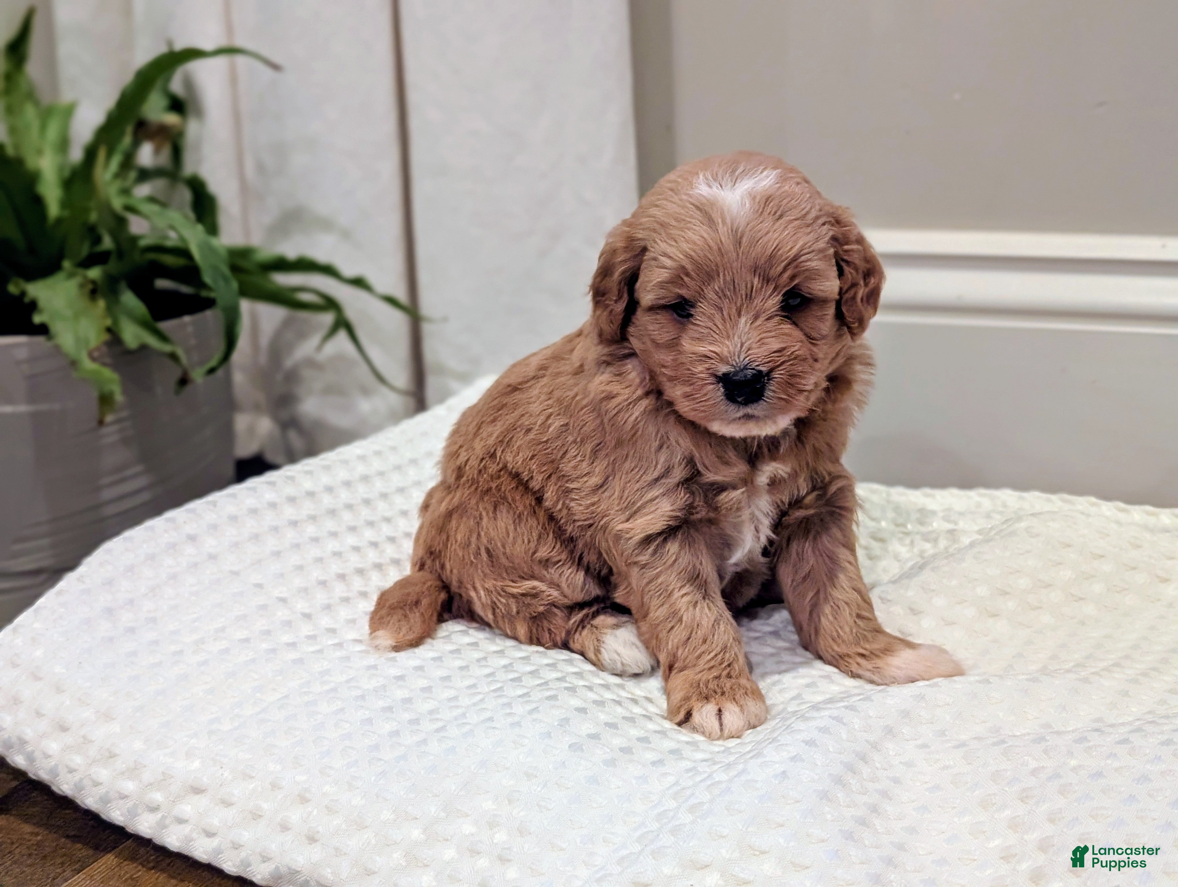 Mini Goldendoodle dogs Daisy - Ad 1